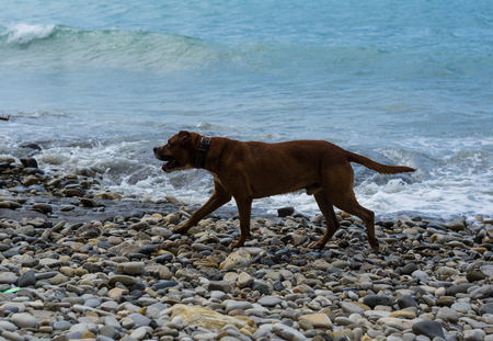 pedigreed dog playing in the sea waves on a pebble beachの写真素材