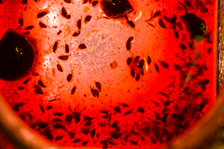 Bright translucent red currant jam in a glass jar, close-up, macro photo