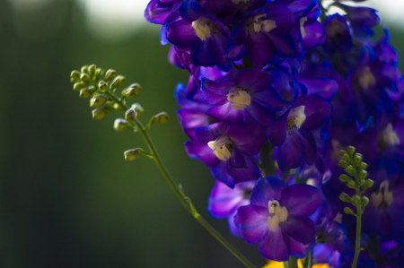 a colorful bouquet of bright spring flowers of various types, close-upの写真素材