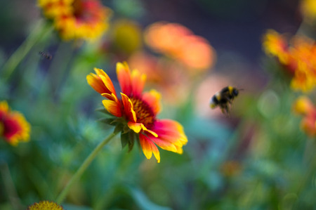 Red and yellow colorful flowers Gailardia in garden, pollination by bees, closeupの写真素材