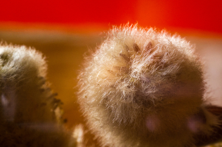 Beautiful early spring willow twigs with catkins, close up, macroの写真素材