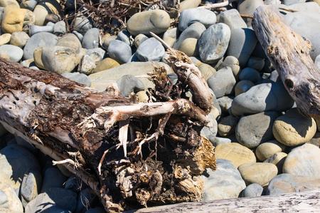 driftwood, washed up by the sea on a pebble beach on a warm summer dayの写真素材