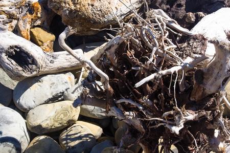 driftwood, washed up by the sea on a pebble beach on a warm summer day