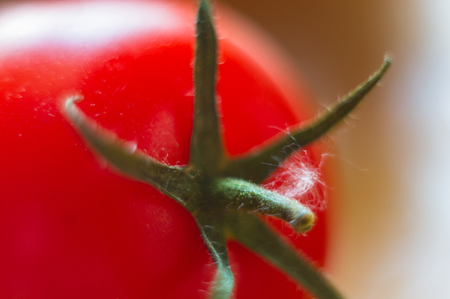 fresh ripe tomatoes on black background, macro photoの写真素材