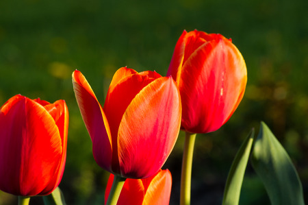 Beautiful colorful tulips in early spring in the garden on a background of bright green grassの写真素材