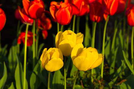 Beautiful colorful tulips in early spring in the garden on a background of bright green grassの写真素材
