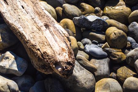 driftwood, washed up by the sea on a pebble beach on a warm summer dayの写真素材