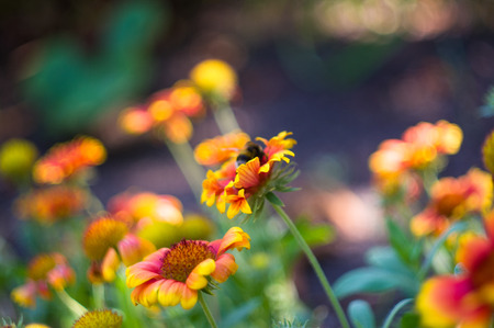 Red and yellow colorful flowers Gailardia in garden, pollination by bees, closeup