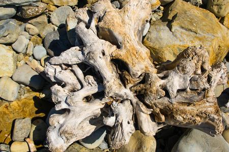driftwood, washed up by the sea on a pebble beach on a warm summer dayの写真素材