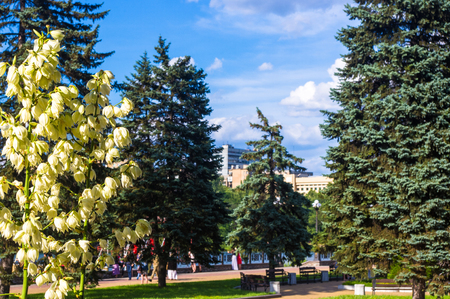 spring city Park - flowering Yucca, blooming flower and trees, bright green grass, sunlightの写真素材