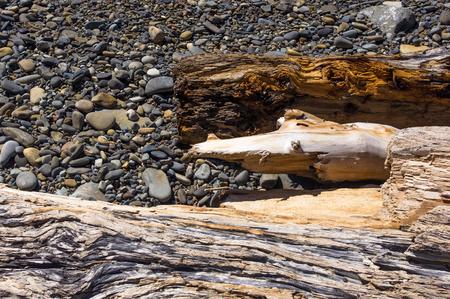 driftwood, washed up by the sea on a pebble beach on a warm summer dayの写真素材