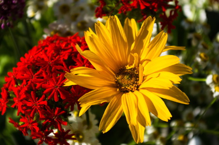 A colorful bouquet of bright spring flowers of various types, close-upの写真素材