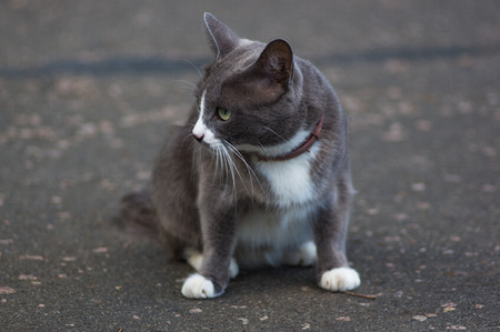 Two-tone cat in anti-flea collar on the path of the city parkの写真素材