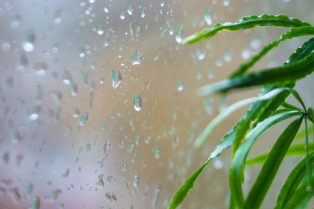 house plants and raindrops on the window glass, close upの写真素材
