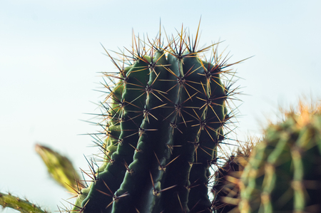 Cactus echinopsis tubiflora, selective focus, close upの写真素材