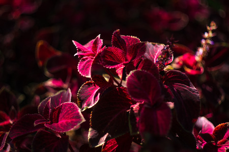 Red and green leaves of the coleus plant, Plectranthus scutellarioides, close up.