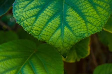 Green bright rough kiwi leaves on the vine, close up
