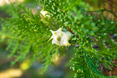 Incense cedar tree Calocedrus decurrens branch close up. Thuja cones branch pattern. Conifer seeds...