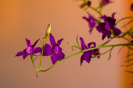 a colorful bouquet of bright spring flowers of various types, close-upの写真素材