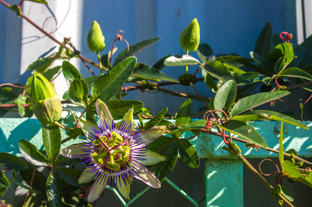 macro closeup of a beautiful intricate incredible alien blue and purple passion flower Passiflora caerulea Passionflower against green garden background, with beesの写真素材