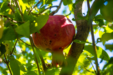 Ripe Colorful Pomegranate Fruit on Tree Branch. The Foliage on the Backgroundの写真素材