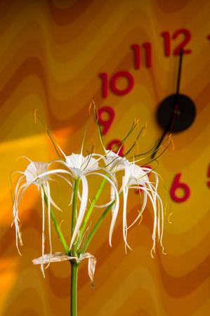 Hymenocallis caribaea, caribbean spider-lily, unique style white flower on multicolored background,...