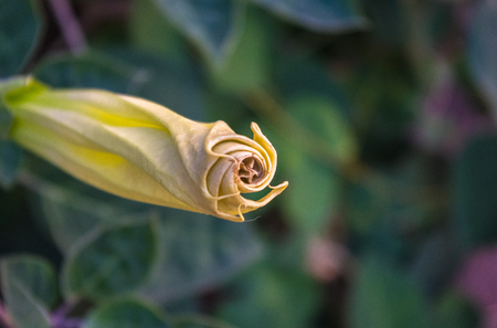 Devil's Trumpet, Datura flower, Moonflower, Datura metel, Angel Trumpet, Thorn-apple in the garden, close up.の写真素材
