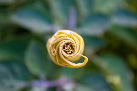 Devil's Trumpet, Datura flower, Moonflower, Datura metel, Angel Trumpet, Thorn-apple in the garden, close up.の写真素材