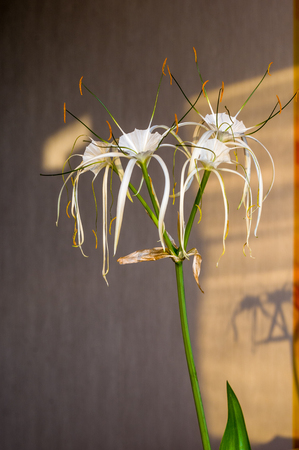 Hymenocallis caribaea, caribbean spider-lily, unique style white flower on multicolored background, illuminated by the sunset sun, close-upの写真素材