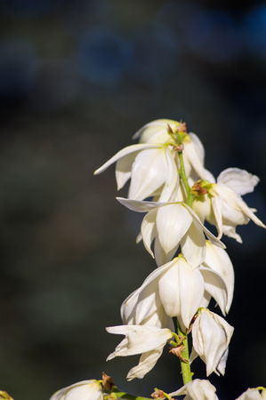 White Yucca filamentosa bush flowers, Adams needle, Spanish bayonet, bear-grass, needle-palm, silk-grass, spoon-leaf yucca in park, close up.の写真素材
