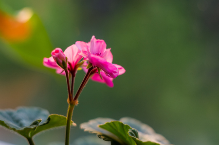 Lovely pink and white Pelargonium Geranium flowers, close upの写真素材