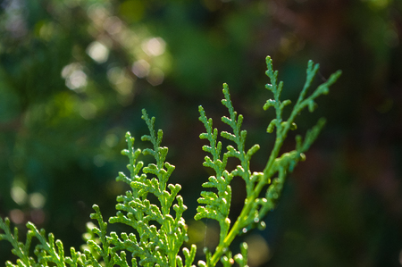 Incense cedar tree Calocedrus decurrens branch close up. Thuja cones branch pattern. Conifer seeds of cypress on green background, macroの写真素材