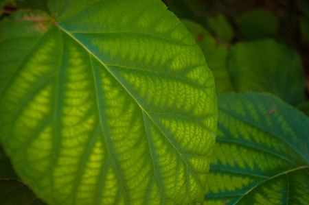 Green bright rough kiwi leaves on the vine, close up