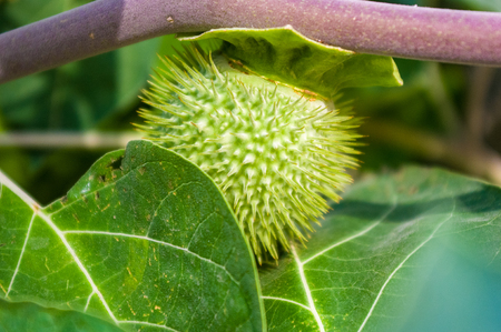 Devil's Trumpet, Datura flower, Moonflower, Datura metel, Angel Trumpet, Thorn-apple in the garden, close up.の写真素材