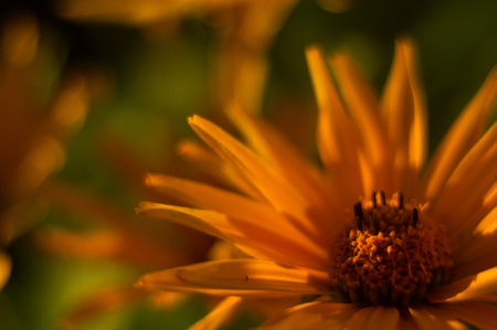 Beautiful bouquet of bright yellow flowers Heliopsis helianthoides on a Sunny day, close-up.の写真素材