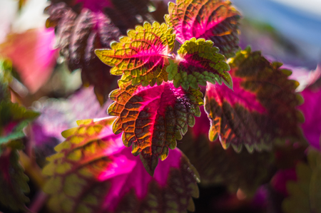 Red and green leaves of the coleus plant, Plectranthus scutellarioides, close up.の写真素材