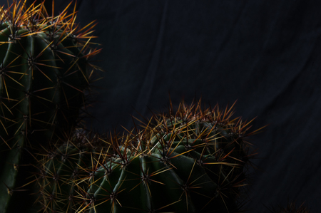 Cactus echinopsis tubiflora, selective focus, black backgroundの写真素材