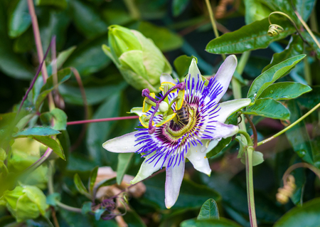 macro closeup of a beautiful intricate incredible alien blue and purple passion flower Passiflora caerulea Passionflower against green garden background, with beesの写真素材