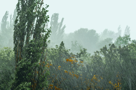 Landscape with green trees in a heavy summer rain