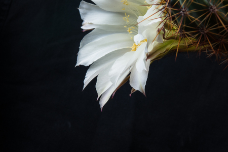 Cactus flowers echinopsis tubiflora, selective focus, black backgroundの写真素材