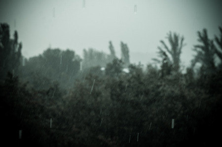 Landscape with green trees in a heavy summer rainの写真素材