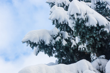 Green fluffy fir tree branch in the snow, Christmas wallpaper concept.の写真素材