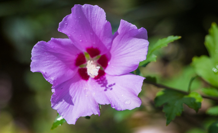 Bright Hibiscus flower with raindrops blooming in the tropical garden, in soft focus on natural green bokeh background, close upの写真素材
