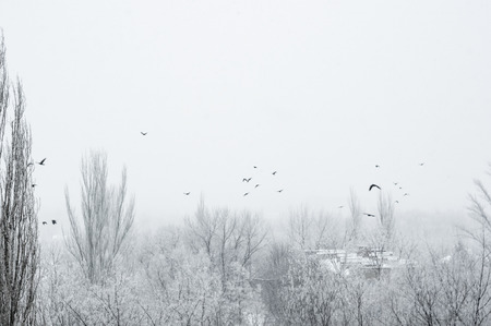 Winter urban landscape - snow storm, snow covered trees and black birdsの写真素材