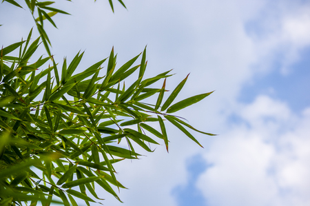 leaves and trunks of young bamboo on a dark background, close-upの写真素材