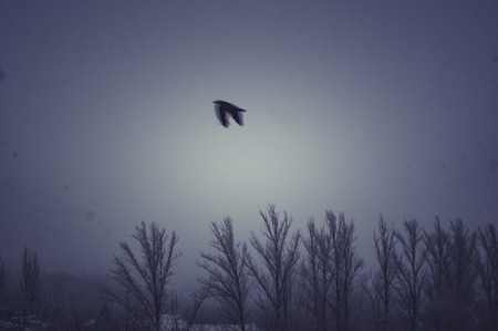 Winter urban landscape - snow storm, snow covered trees and black birds