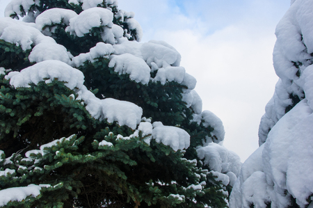 Green fluffy fir tree in the snow, Christmas wallpaper concept.の写真素材