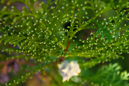 Incense cedar tree Calocedrus decurrens branch close up. Thuja cones branch pattern. Conifer seeds...