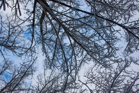 snow-covered branches and trees in the city park, winter landscapeの写真素材