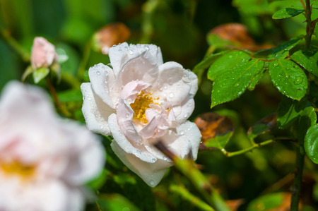 White Rose flower with raindrops on green background. Nature.の写真素材
